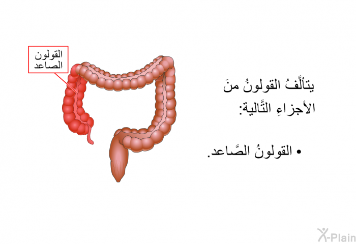 يتألَّفُ القولونُ منَ الأجزاءِ التَّالية:  القولونُ الصَّاعد.