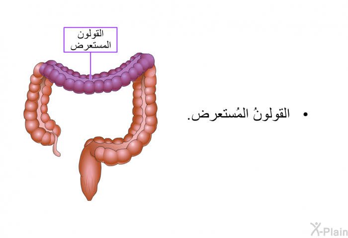 القولونُ المُستعرض.