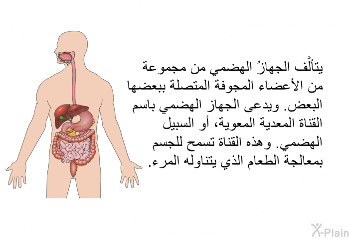 يتألَّف الجهازُ الهضمي من مجموعة من الأعضاء المجوفة المتصلة ببعضها البعض. ويدعى الجهاز الهضمي باسم القناة المعدية المعوية، أو السبيل الهضمي. وهذه القناة تسمح للجسم بمعالجة الطعام الذي يتناوله المرء.