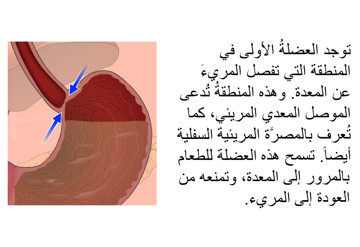 توجد العضلةُ الأولى في المنطقة التي تفصل المريءَ عن المعدة. وهذه المنطقةُ تُدعى الموصل المعدي المريئي، كما تُعرف بالمصرَّة المريئية السفلية أيضاً. تسمح هذه العضلةُ للطعام بالمرور إإلى المعدة، وتمنعه من العودة إلى المريء.