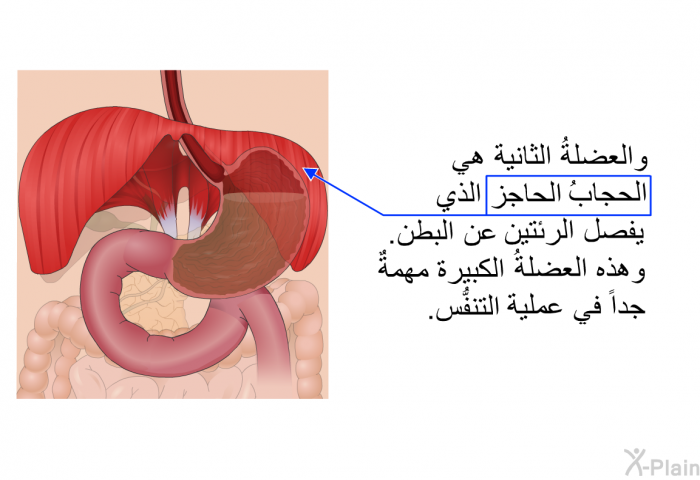 والعضلةُ الثانية هي الحجابُ الحاجز الذي يفصل الرئتين عن البطن. وهذه العضلةُ الكبيرة مهمةٌ جداً في عملية التنفُّس.