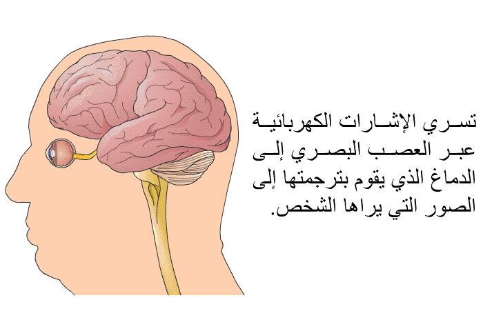 تسري الإشارات الكهربائية عبر العصب البصري إلى الدماغ الذي يقوم بترجمتها إلى الصور التي يراها الشخص.