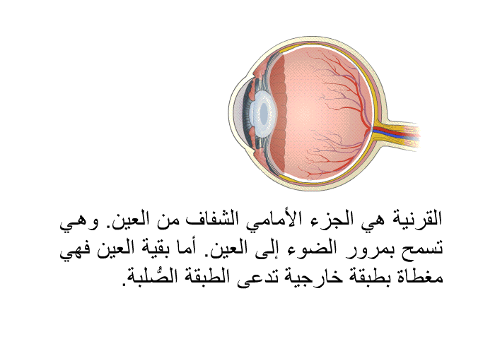القرنية هي الجزء الأمامي الشفاف من العين. وهي تسمح بمرور الضوء إلى العين. أما بقية العين فهي مغطاة بطبقة خارجية تدعى الطبقة الصُّلبة.