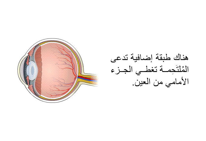 هناك طبقة إضافية تدعى المُلتَحِمة تغطي الجزء الأمامي من العين.