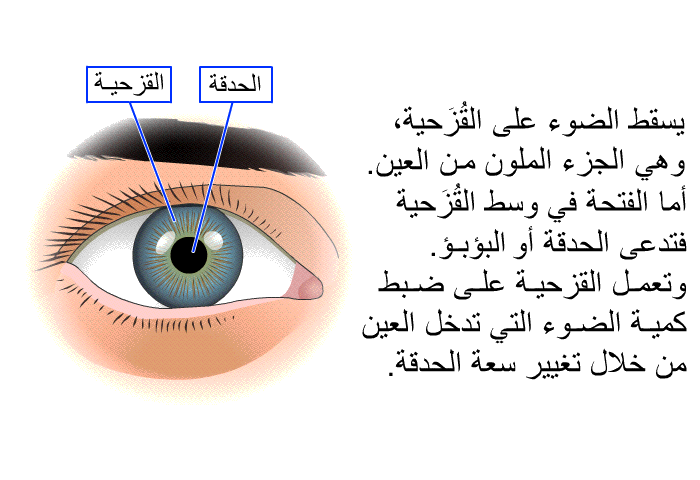 يسقط الضوء على القُزَحية، وهي الجزء الملون من العين. أما الفتحة في وسط القُزَحية فتدعى الحدقة أو البؤبؤ. وتعمل القزحية على ضبط كمية الضوء التي تدخل العين من خلال تغيير سعة الحدقة.