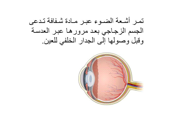 تمر أشعة الضوء عبر مادة شفافة تدعى الجسم الزجاجي بعد مرورها عبر العدسة وقبل وصولها إلى الجدار الخلفي للعين.