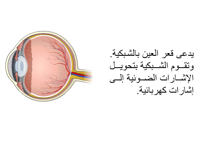 يدعى قعر العين بالشبكية. وتقوم الشبكية بتحويل الإشارات الضوئية إلى إشارات كهربائية.