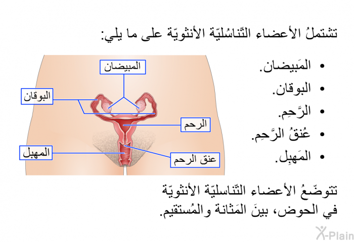 تشتملُ الأعضاء التّناسُليّة الأنثويّة على ما يلي:   المَبيضان.  البوقان.  الرَّحِم.  عُنقُ الرَّحِم.  المَهبِل.  
 تتوضّعُ الأعضاء التّناسليّة الأنثويّة في الحوض، بينَ المَثانة والمُستقيم.