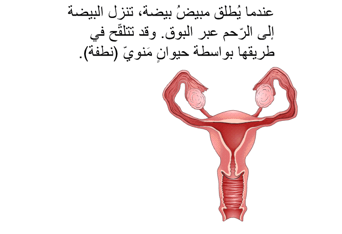 عندما يُطلق مبيضُ بيضةً، تنزل البيضة إلى الرّحم عبر البوق. وقد تتلقّح في طريقها بواسطة حيوانٍ مَنويّ (نطفة).