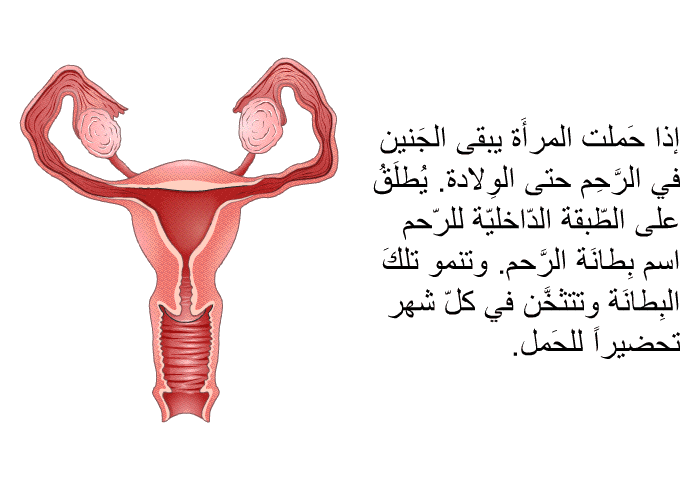 إذا حَملت المرأَة يبقى الجَنين في الرَّحِم حتى الوِلادة. يُطلَقُ على الطّبقة الدّاخليّة للرّحم اسم بِطانَة الرَّحم. وتنمو تلكَ البِطانَة وتتثخَّن في كلّ شهر تحضيراً للحَمل.