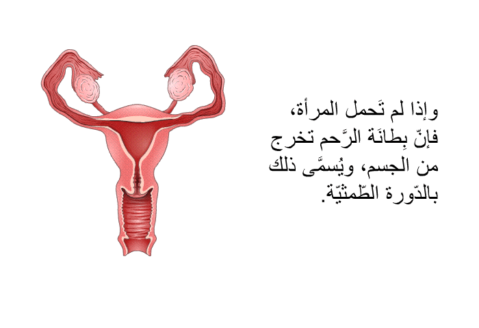 وإذا لم تَحمل المرأة، فإنّ بِطانَة الرَّحم تخرج من الجسم، ويُسمَّى ذلك بالدّورة الطّمثيّة.