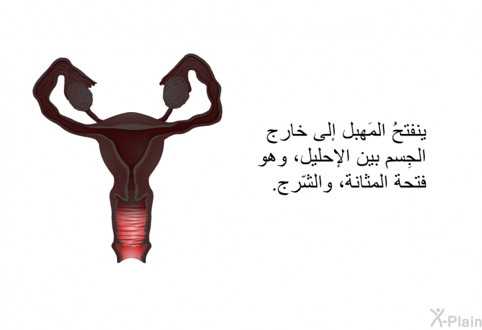 ينفتحُ المَهبل إلى خارج الجِسم بين الإحليل، وهو فتحة المثانة، والشّرج.