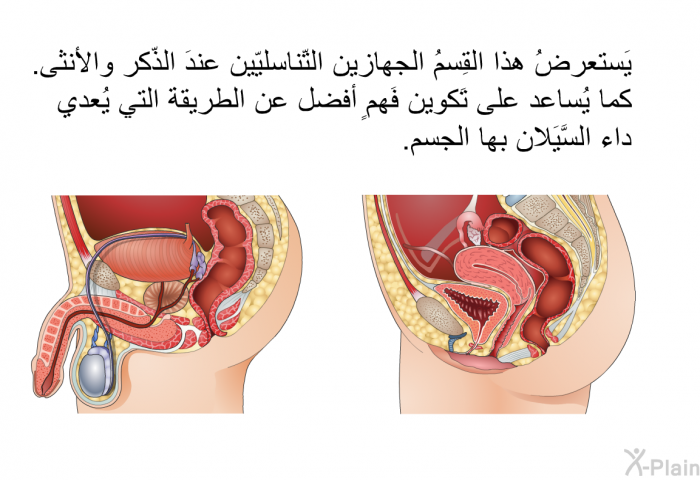 يَستعرضُ هذا القِسمُ الجهازين التّناسليّين عندَ الذّكر والأنثى. كما يُساعد على تَكوين فَهمٍ أفضل عن الطريقة التي يُعدي داء السَّيَلان بها الجسم.