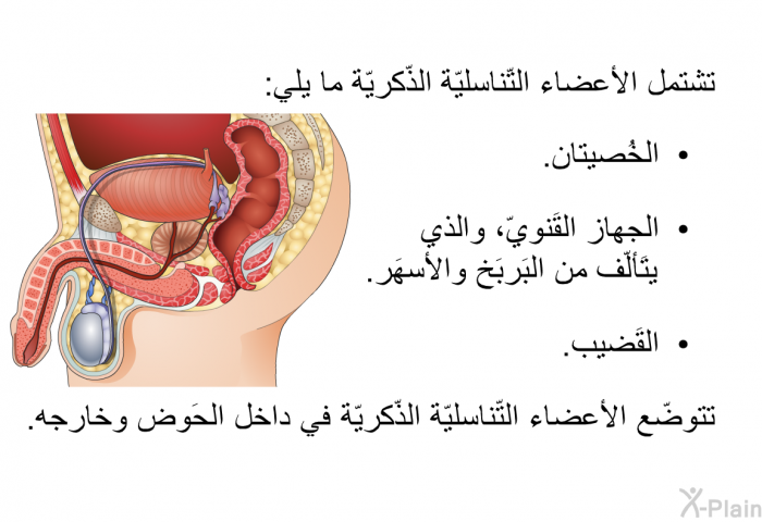 تشتمل الأعضاء التّناسليّة الذّكريّة ما يلي:   الخُصيتان.  الجهاز القَنويّ، والذي يتَألّف من البَربَخ والأسهَر.  القَضيب.  
 تتوضّع الأعضاء التّناسليّة الذّكريّة في داخل الحَوض وخارجه.