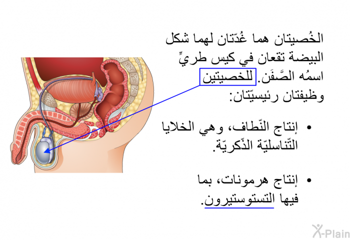 الخُصيتان هما غُدّتان لهما شكل البيضة تقعان في كيس طريٍّ اسمُه الصَّفَن. للخصيتين وظيفتان رئيسيّتان:   إنتاج النّطاف، وهي الخلايا التّناسليّة الذّكريّة. إنتاج هرمونات، بما فيها التستوستيرون.