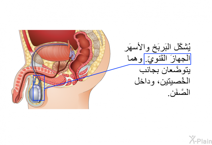 يُشكّل البَربَخ والأسهَر الجهازَ القَنويّ. وهما يتوضَّعان بجانب الخُصيتين، وداخل الصَّفَن.