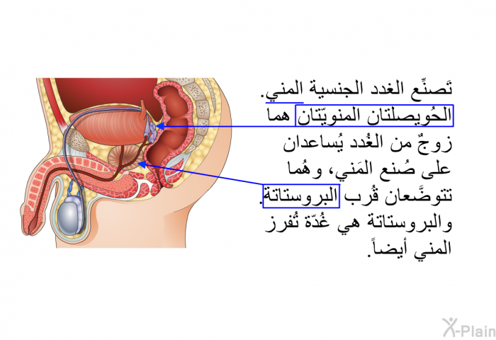 تَصنِّع الغدد الجنسية المني. الحُويصلتان المنويّتان هما زوجٌ من الغُدد يُساعدان على صُنع المَني، وهُما تتوضَّعان قُرب البروستاتة. والبروستاتة هي غُدّة تُفرز المني أيضاً.