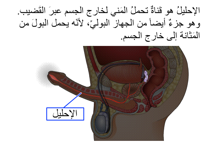الإحليلُ هو قَناةٌ تحملُ المَني لخارج الجسم عبرَ القَضيب. وهو جزءٌ أيضاً من الجهاز البوليِّ، لأنّه يحمل البولَ من المَثانة إلى خارج الجسم.