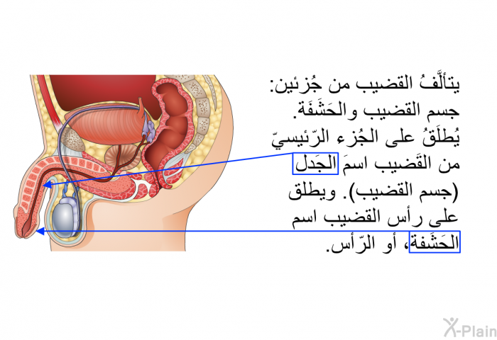 يتألَّفُ القضيب من جُزئين: جسم القضيب والحَشَفَة. يُطلَقُ على الجُزء الرّئيسيّ من القَضيب اسمَ الجَدل (جسم القضيب). ويطلق على رأس القضيب اسم الحَشَفة، أو الرّأس.