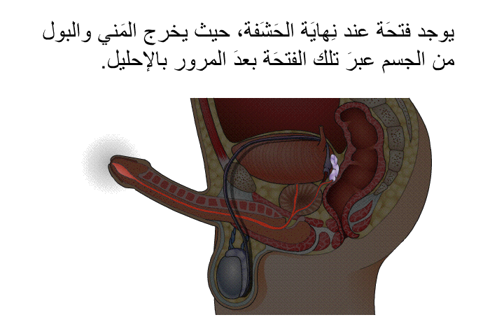 يوجد فتحَة عند نِهايَة الحَشَفة، حيث يخرج المَني والبول من الجسم عبرَ تلك الفتحَة بعدَ المرور بالإحليل.