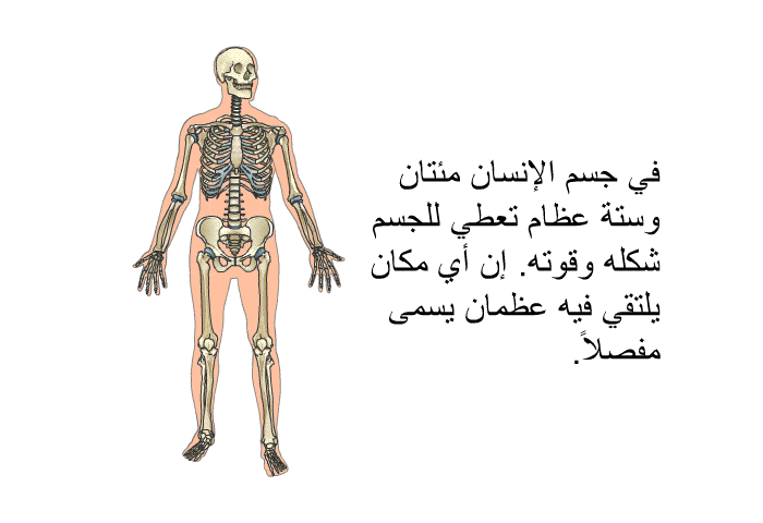 في جسم الإنسان مئتان وستة عظام تعطي للجسم شكله وقوته. إن أي مكان يلتقي فيه عظمان يسمى مفصلاً.