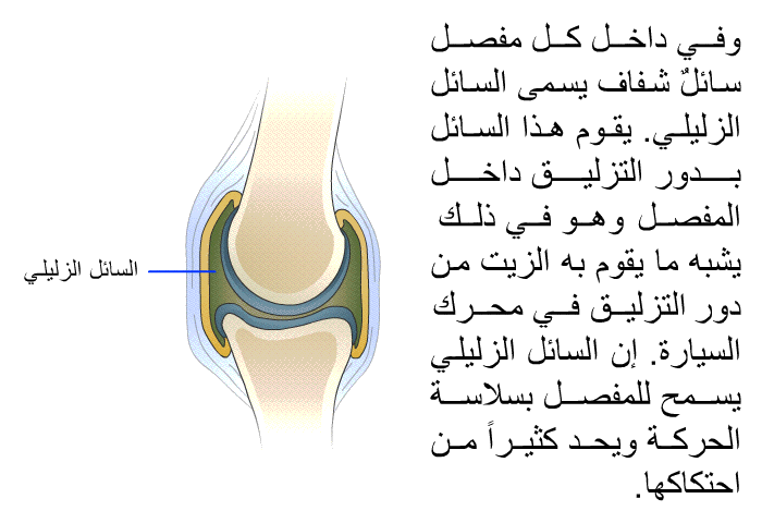 في داخل كل مفصل سائلٌ شفاف يسمى السائل الزليلي. يقوم هذا السائل بدور التزليق داخل المفصل، وهو في ذلك يشبه ما يقوم به الزيت من دور التزليق في محرك السيارة. إن السائل الزليلي يسمح للمفصل بسلاسة الحركة ويحد كثيراً من احتكاكها.