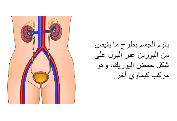يقوم الجسم بطرح ما يفيض من البورين عبر البول على شكل حمض اليوريك، وهو مركب كيماوي آخر.