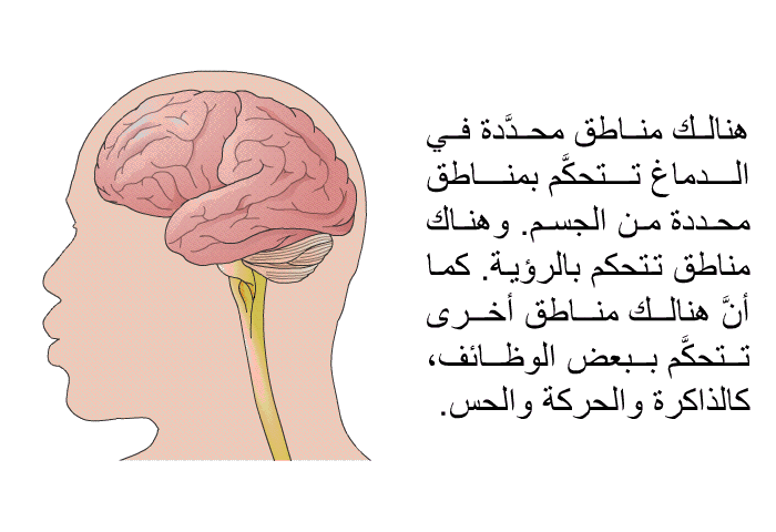 هنالك مناطق محدَّدة في الدماغ تتحكَّم بمناطق محددة من الجسم. وهناك مناطق تتحكم بالرؤية. كما أنَّ هنالك مناطق أخرى تتحكَّم ببعض الوظائف، كالذاكرة والحركة والحس.