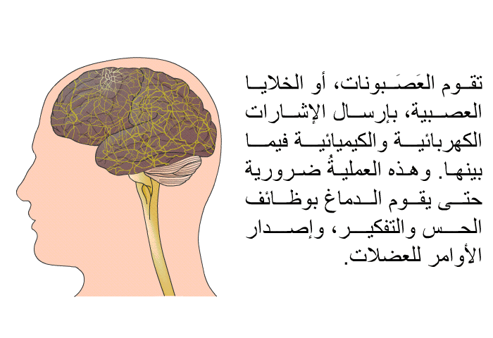 تقوم العَصَبونات، أو الخلايا العصبية، بإرسال الإشارات الكهربائية والكيميائية فيما بينها. وهذه العمليةُ ضرورية حتى يقوم الدماغ بوظائف الحس والتفكير، وإصدار الأوامر للعضلات.