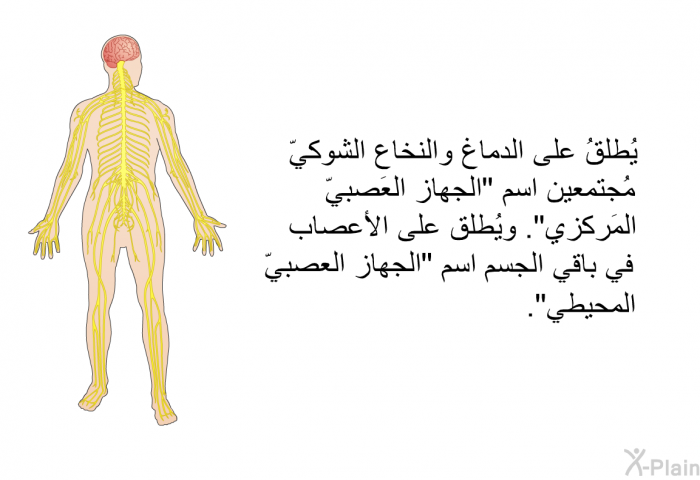 يُطلقُ على الدماغ والنخاع الشوكيّ مُجتمعين اسم "الجهاز العَصبيّ المَركزي". ويُطلق على الأعصاب في باقي الجسم اسم "الجهاز العصبيّ المحيطي".