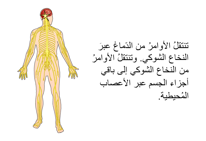 تنتقلُ الأوامرُ من الدّماغ عبرَ النخاع الشوكي. وتنتقلُ الأوامرُ من النخاع الشوكي إلى باقي أجزاء الجسم عبر الأعصاب المُحيطية.