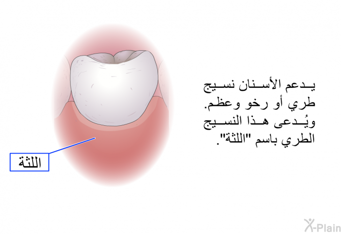 يدعم الأسنان نسيج طري أو رخو وعظم. ويُدعى هذا النسيج الطري باسم "اللثة".