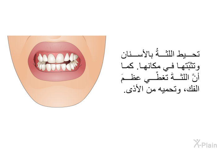 تحيط اللثةُ بالأسنان وتثبِّتها في مكانها. كما أنَّ اللثةَ تغطِّي عظمَ الفك، وتحميه من الأذى.