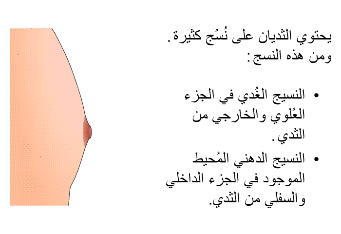 يحتوي الثديان على نُسُج كثيرة. ومن هذه النسج:  النسيج الغُدي في الجزء العُلوي والخارجي من الثدي. النسيج الدهني المُحيط الموجود في الجزء الداخلي والسفلي من الثدي.