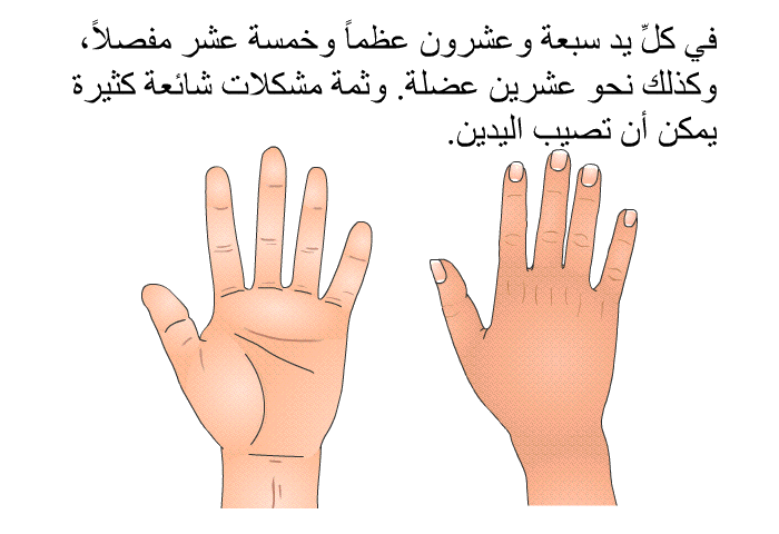 في كلِّ يد سبعة وعشرون عظماً وخمسة عشر مفصلاً، وكذلك نحو عشرين عضلة. وثمة مشكلات شائعة كثيرة يمكن أن تصيب اليدين.