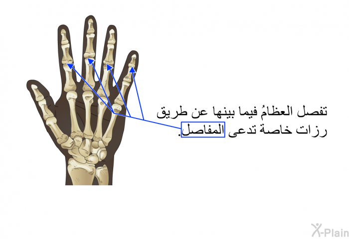 تفصل العظامُ فيما بينها عن طريق رزات خاصة تدعى المفاصل.