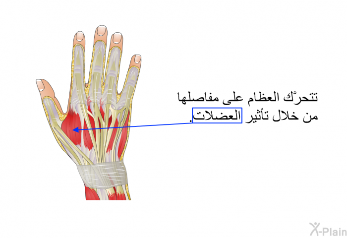 تتحرَّك العظام على مفاصلها من خلال تأثير العضلات.