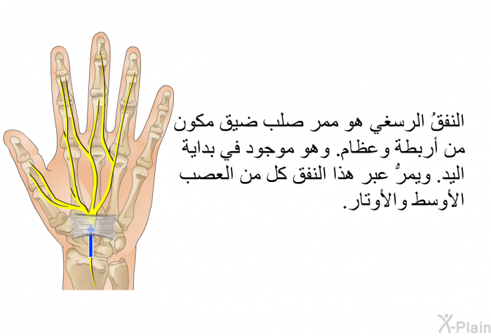 النفقُ الرسغي هو ممر صلب ضيق مكون من أربطة وعظام. وهو موجود في بداية اليد. ويمرُّ عبر هذا النفق كل من العصب الأوسط والأوتار.