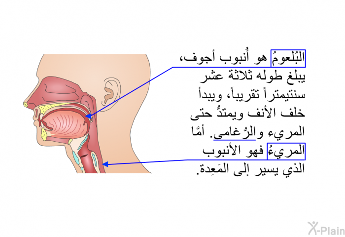 البُلعومُ هو أُنبوب أجوف، يبلغ طوله ثلاثة عشر سنتيمتراً تقريباً، ويبدأ خلف الأنف ويمتدُّ حتى المريء والرُّغامى. أمَّا المريءُ فهو الأُنبوب الذي يسير إلى المَعِدة.