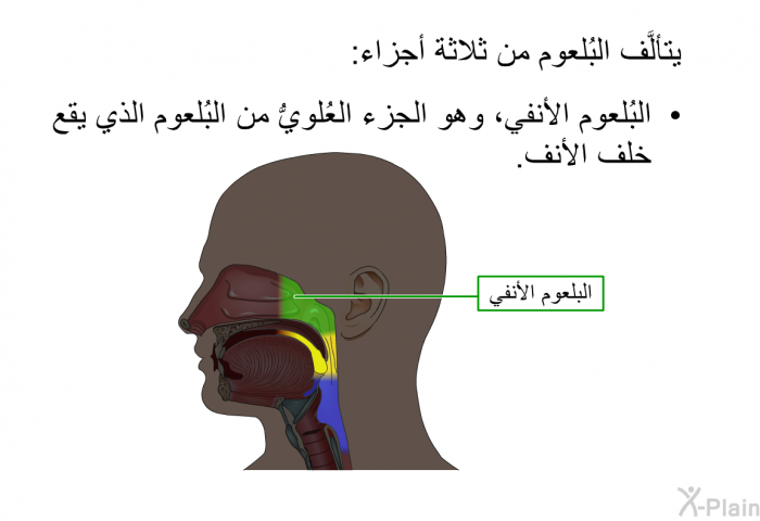 يتألَّف البُلعوم من ثلاثة أجزاء:  البُلعوم الأنفي، وهو الجزء العُلويُّ من البُلعوم الذي يقع خلف الأنف.