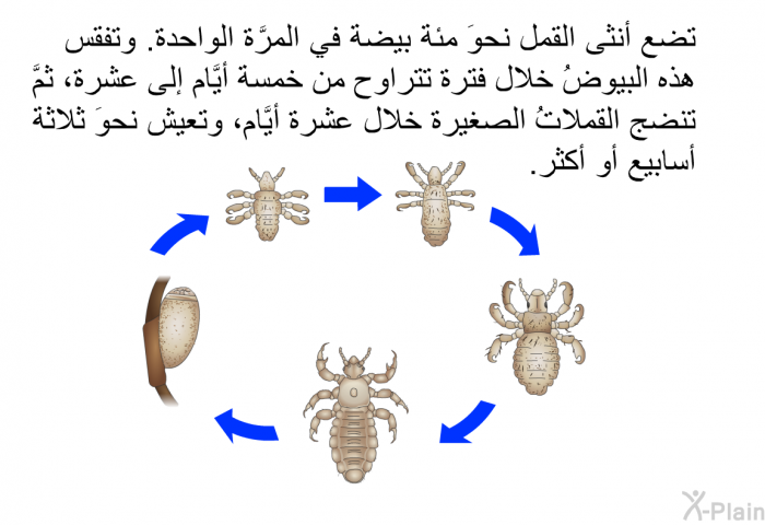 تضع أنثى القمل نحوَ مئة بيضة في المرَّة الواحدة. وتفقس هذه البيوضُ خلال فترة تتراوح من خمسة أيَّام إلى عشرة، ثمَّ تنضج القملاتُ الصغيرة خلال عشرة أيَّام، وتعيش نحوَ ثلاثة أسابيع أو أكثر.