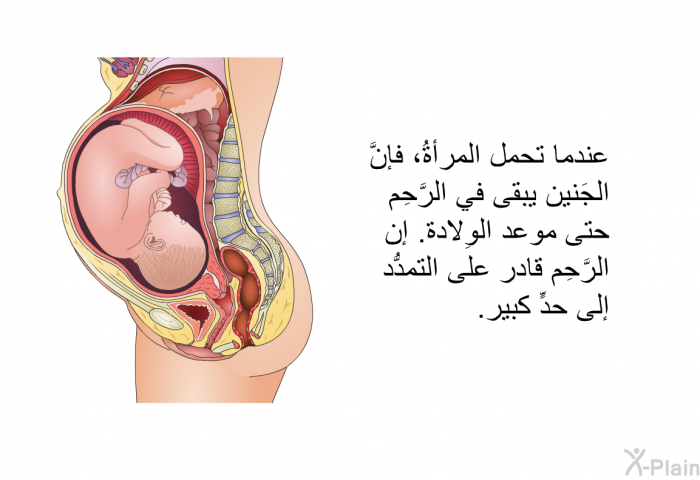 عندما تحمل المرأةُ، فإنَّ الجَنين يبقى في الرَّحِم حتى موعد الوِلادة. إن الرَّحِم قادرٌ على التمدُّد إلى حدٍّ كبير.