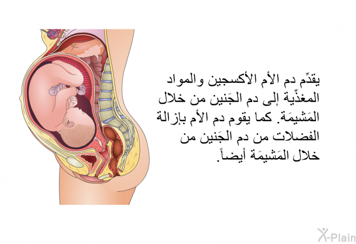 يقدِّم دم الأم الأكسجين والمواد المغذِّية إلى دم الجَنين من خلال المَشيمَة. كما يقوم دم الأم بإزالة الفضلات من دم الجَنين من خلال المَشيمَة أيضاً.