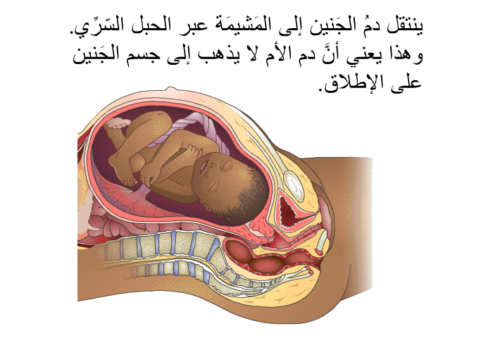 ينتقل دمُ الجَنين إلى المَشيمَة عبر الحبل السّرِّي. وهذا يعني أنَّ دم الأم لا يذهب إلى جسم الجَنين على الإطلاق.