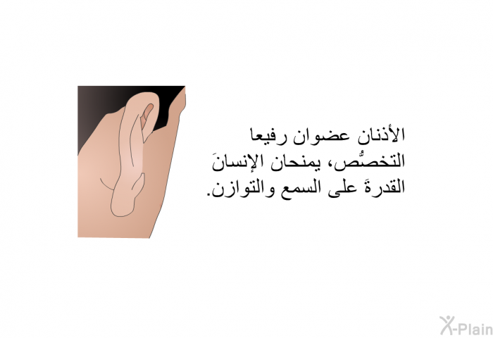 الأذنان عضوان رفيعا التخصُّص، يمنحان الإنسانَ القدرةَ على السمع والتوازن.