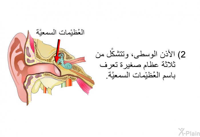 الأُذُن الوسطى، وتتشكَّل من ثلاثة عظام صغيرة تعرف باسم العُظَيْمات السمعيَّة.