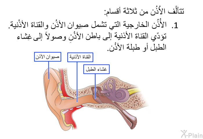 تتألَّف الأُذُن من ثلاثة أقسام:  الأُذُن الخارجية التي تشمل صِيوان الأُذُن والقناة الأُذُنية. تؤدِّي القناة الأُذُنية إلى باطن الأُذُن وصولاً إلى غِشاء الطبل أو طَبلة الأُذُن.