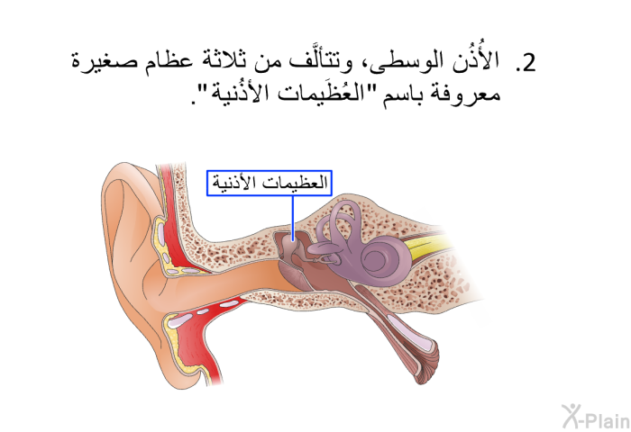 الأُذُن الوسطى، وتتألَّف من ثلاثة عظام صغيرة معروفة باسم "العُظَيمات الأُذُنية".