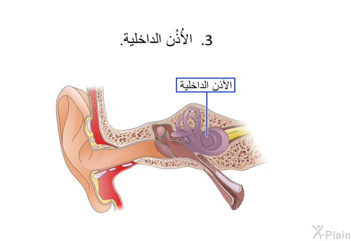 الأُذُن الداخلية.