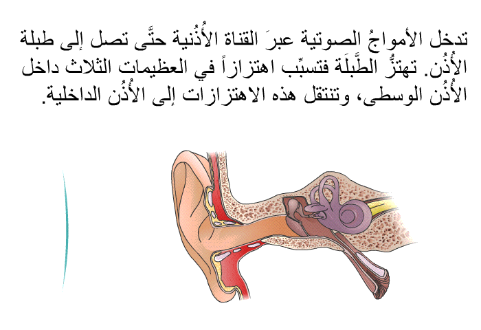 تدخل الأمواجُ الصوتية عبرَ القناة الأُذُنية حتَّى تصل إلى طبلة الأُذُن. تهتزُّ الطَّبلَة فتسبِّب اهتزازاً في العظيمات الثلاث داخل الأُذُن الوسطى، وتنتقل هذه الاهتزازات إلى الأُذُن الداخلية.